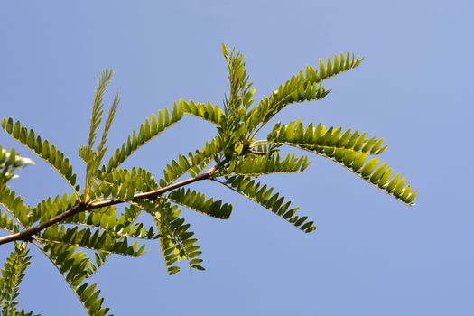 Honey locust Sunburst tree branch - Latin name - Gleditsia triacanthos Sunburst