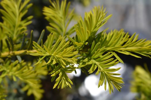 Golden English yew Summergold new leaves - Latin name - Taxus baccata Summergold