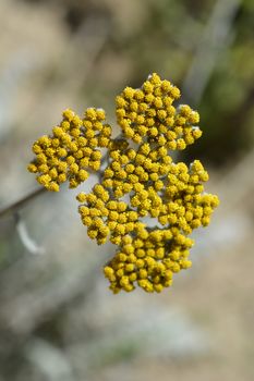 Italian everlasting yellow flowers - Latin name - Helichrysum italicum