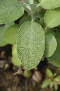 Sage Maxima leaves - Latin name - Salvia officinalis Maxima