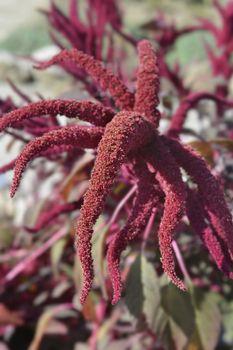 Amaranth Velvet Curtains - Latin name - Amaranthus cruentus Velvet Curtains