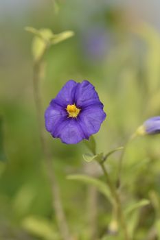 Blue potato bush flower - Latin name - Lycianthes rantonnetii (Solanum rantonetti)