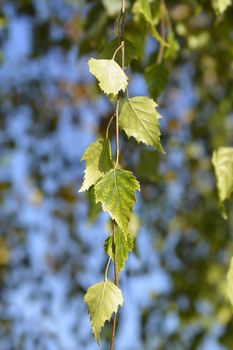 Common birch leaves - Latin name - Betula pendula