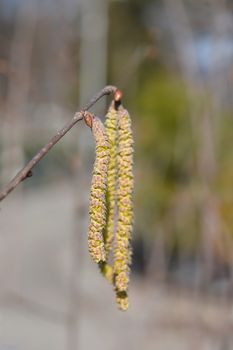 Common hazel flowers - Latin name - Corylus avellana