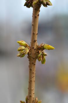 Dwarf Forsythia Micador - Latin name - Forsythia x intermedia Micador