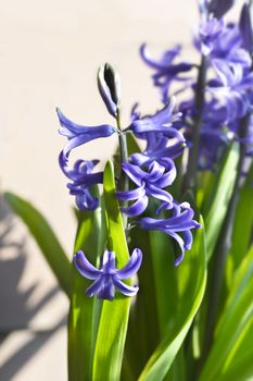 Multiflora Hyacinth Blue flower - Latin name - Hyacinthus multiflora Blue