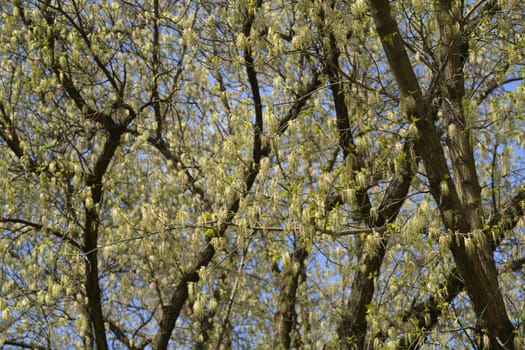 Boxelder maple - Latin name - Acer negundo