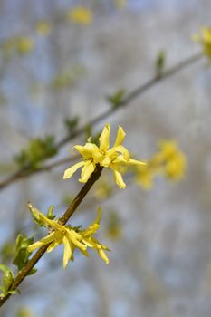 Weeping forsythia yellow flowers - Latin name - Forsythia suspensa