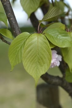 Japanese flowering cherry Kanzan leaves - Latin name - Prunus serrulata leaves