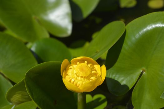 Yellow water lily - Latin name - Nuphar lutea
