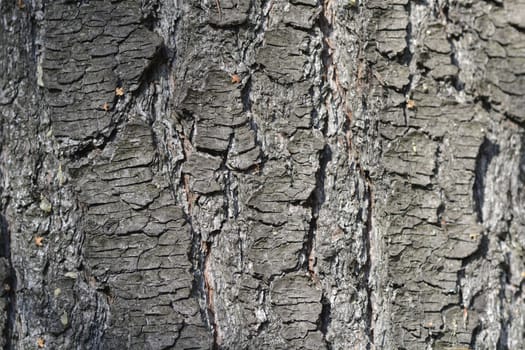 Eastern white pine bark - Latin name - Pinus strobus
