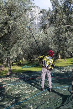 terni,italy november 26 2020:workers who harvest olive from the columns with hydraulic rakes