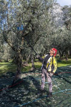 terni,italy november 26 2020:workers who harvest olive from the columns with hydraulic rakes