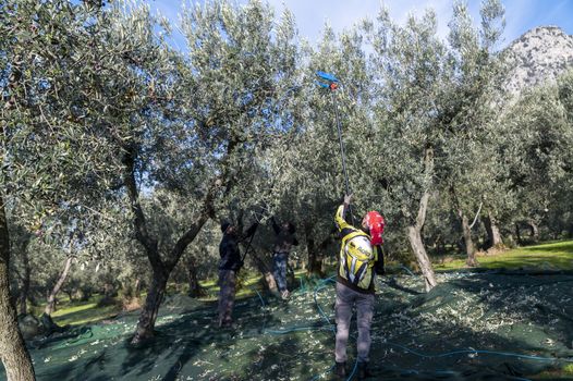 terni,italy november 26 2020:workers who harvest olive from the columns with hydraulic rakes