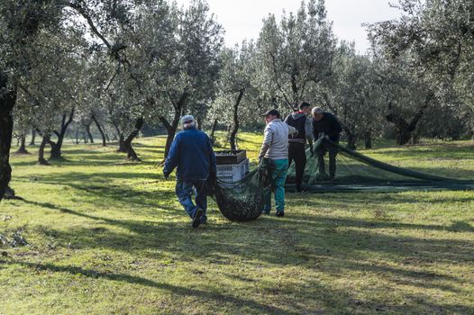 terni,italy november 26 2020:workers who shake cloth full of olive after harvest