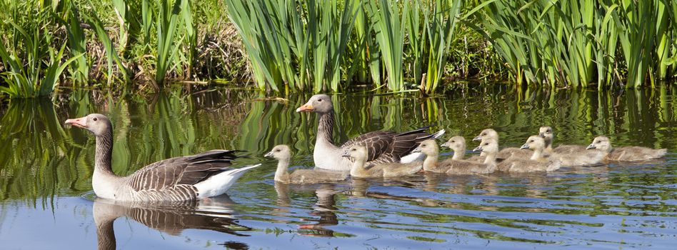 goose family in water of canal on spring day