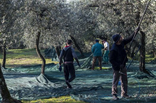 terni,italy november 26 2020:workers who harvest olive from the columns with hydraulic rakes