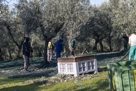 terni,italy november 26 2020:workers who harvest olive from the columns with hydraulic rakes