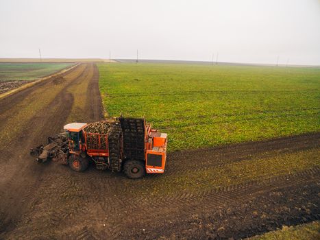 Harvesting Beets in the Green Field. Automated Equipment.
