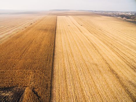 Harvesting Corn in the Golden Field. Aerial View