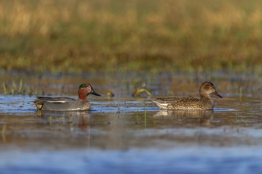 Couple of eurasian teals or common teals, anas crecca, ducks floating on the water