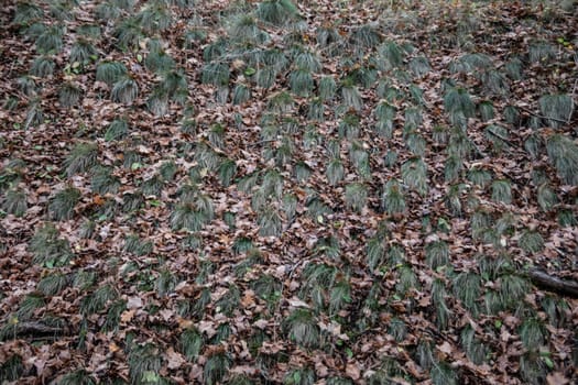 green grass sods between autumnal brown leaves