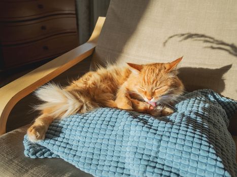 Cute ginger cat is licking on chair pillow. Fluffy pet is looks sleepy. Cozy home lit with sun.