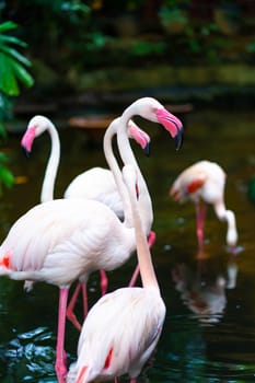 Flock of pink flamingos in the zoo pond.