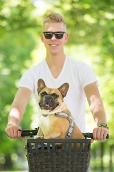 French bulldog dog enjoying riding in bicycle basket in city park.