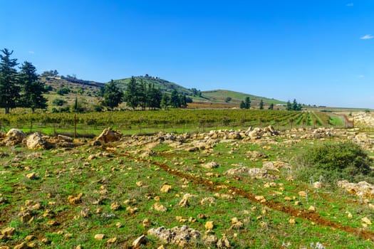 View of Upper Galilee landscape, with hills and vineyards. Northern Israel