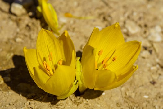 View of a Sternbergia flower, in the Upper Galilee, Northern Israel