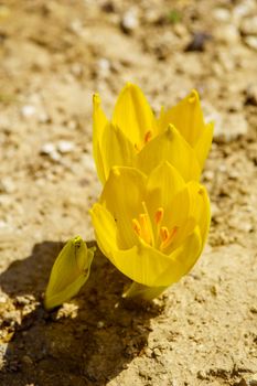 View of a Sternbergia flower, in the Upper Galilee, Northern Israel