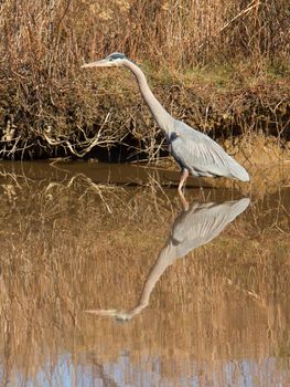 A great blue heron and its reflection stalks fish along a creek at Blackwater National Wildlife Refuge on Maryland's eastern shore.