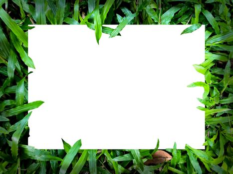 Blank rectangle in the plant and flowers ,Flat lay in white background