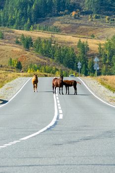 Asphalt road to the mountains. Mountain track on the Altai. Horses on the track. Horses on the road.