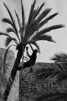 Elche, Alicante, Spain- November 18, 2020: Man climbing and doing pruning works on palm tree in a sunny day of Autumn