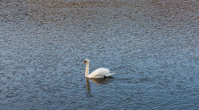 Big white swan swimming on river