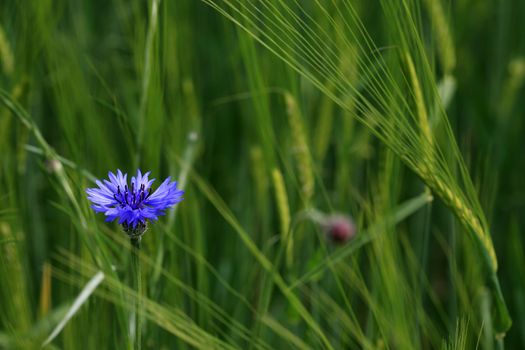Cornflower or bluebottle (Hordeum vulgare) in a barley field