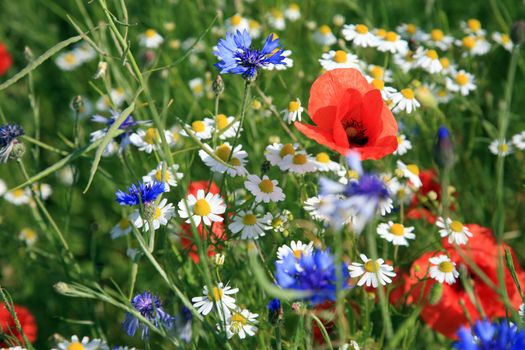 Wildflower meadow with cornflower and poppy