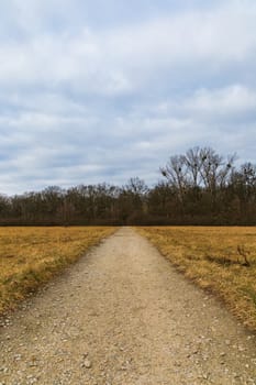 Long path to forest between yellow fields at sunny morning