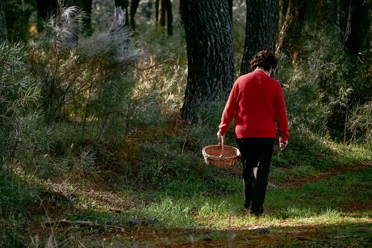 Woman dressed in a red jumper is walking along a path in a forest. she is carrying a basket. she is looking for mushrooms. Image of pine forests in autumn.