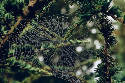 Spider webs between the branches of the trees covered with morning dew drops. Morning dew covering the vegetation. Image of nature and garden.