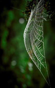 Spider webs between the branches of the trees covered with morning dew drops. Morning dew covering the vegetation. Image of nature and garden.