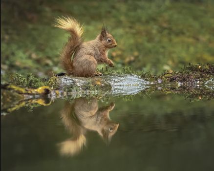 UK, Yorkshire - Nov 2020: Red Squirrel sheltering under his own tail as the rain falls
