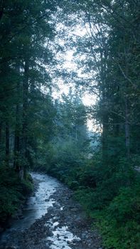 Beautiful landscape of mountain river. flow among mossy rocks in the forest in springtime. Trees in green foliage