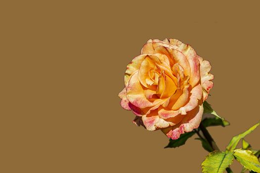Wild rose blooming flower on brown background.