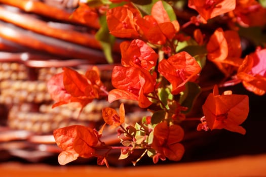 pink blooming bougainvillea in a wooden pot close-up