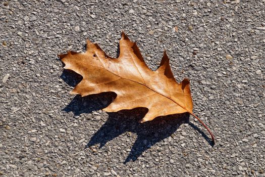 yellow brown oak leaf on asphalt in sunlight close up