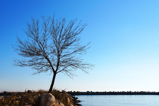 bare lonely tree on the seashore against the background of a clear sky.