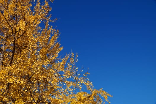 a yellow autumn tree against the background of a clear azure sky, copy space.